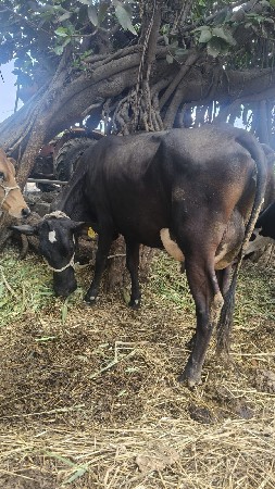 જર્સી ગાય વેચવાની છે