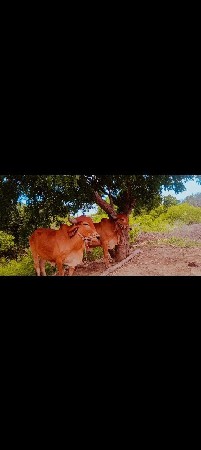 2 ધરના બળદ વેસવાન છે