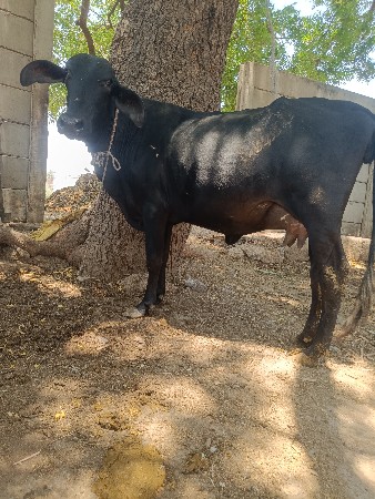 ગીર ક્રોસ પેલું વેતર