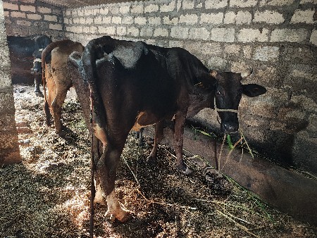 એચબ ગાય વેચવાની છે