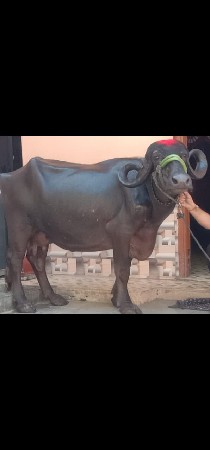 2 ભેંસ વેચવાનું છે