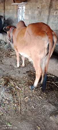 ગાય વેસવાની છે