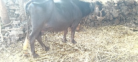 આ ભેંસ વેચવાની છે