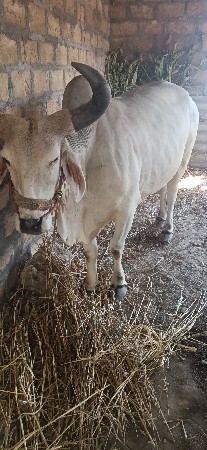 બીજી ધર ના સે