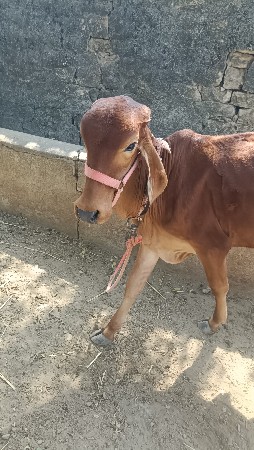 orijnal gir
