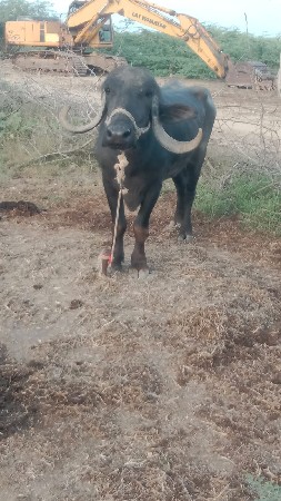 ભેંસ વેચવાની છે