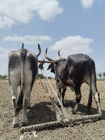 વહેંચવા નાં છે