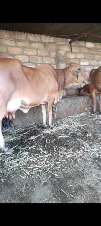 જર્સી ગાય વેચવાની છે