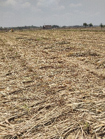 બાજરાની સાર વેચવાની છે