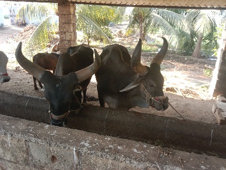 જામ્બા વાસડા ફુલ જવાબદારીથી દેવાના