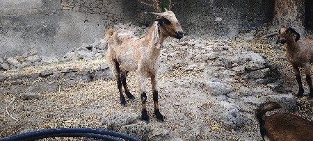 3 vetar 2 lir savar sanj