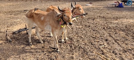 ગોડલા વેચવાના.