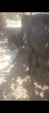 3 વર્ષ  નુ ખડેલી