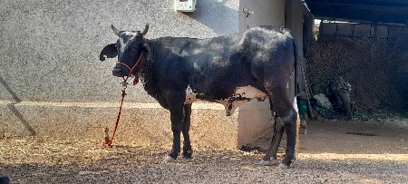 આ ઓડકિ વેચવા ની છે