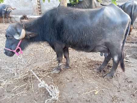 ભેંસ વેચવાની છે