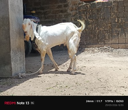 હૈદરાબાદી સોજો તો બકરો વેચવાનો છે