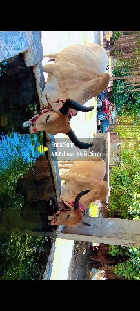 ભુરા માકડા ભરત વેચવાના છે