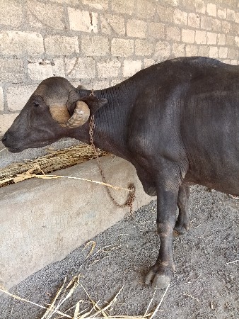 ભેંસ વેચવાની છે