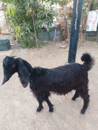 બોકળો 🐐