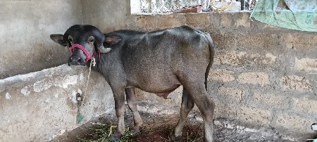 2.    pada