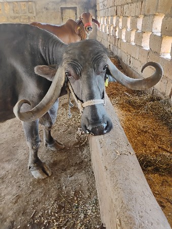 ભેંશ વેચવાની છે ‌.