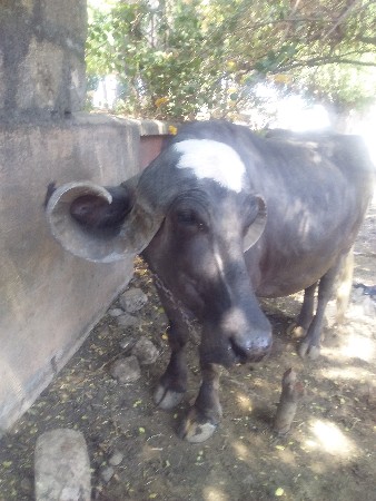 ભેંસ વેચવાની છે