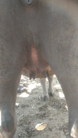 1 વેતરી ખળેલી વેચવાની છે
