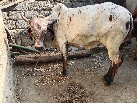 ગાય વેચવાની