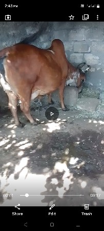 4, ઞાય વેશવાની છે