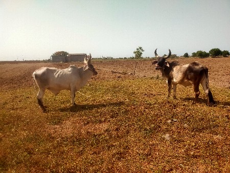 ગોધલા વેચવાના છે
