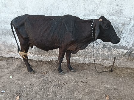 3  ગાયુ વેસવાની સે