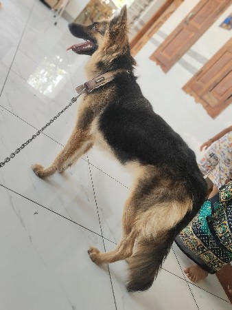 જર્મન સેફ