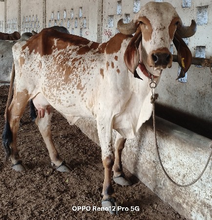 ગિર ગાય