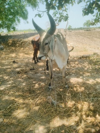 સાવ સોજો