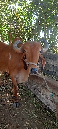 બળદ