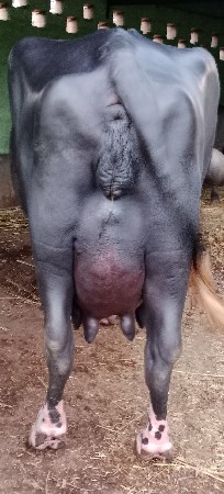 ભેસ વેસવા ની સે