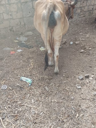 ગાય