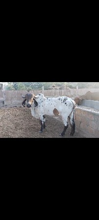 8.મહનાગાભણ