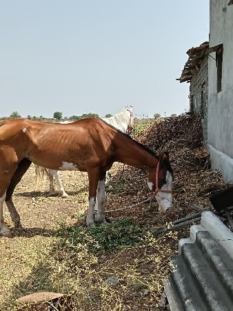 ધોડી વેસવા નિ છે