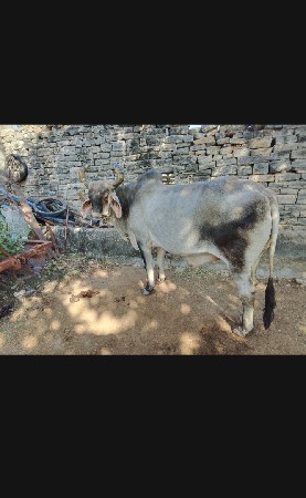 બરદ વેચવા  નૉ સે