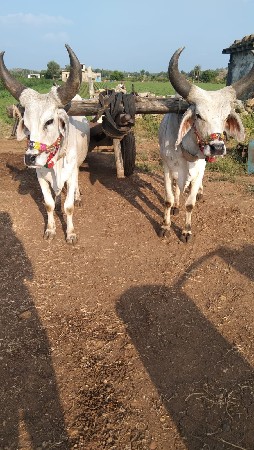 બળદ વેચવાના છે