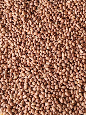 જીવીશ મગફળી બિયાણા વેચવાનું છે