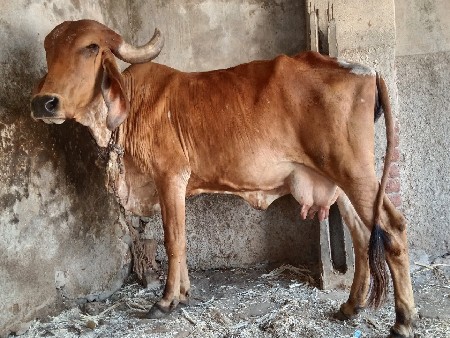 ગાય વેચવાની છે