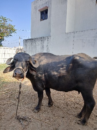 ભેંસ વેચવાની છે