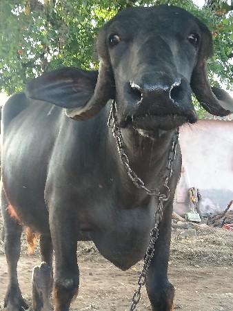 વેચવાની