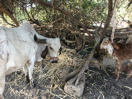 ગાય વેસવાની છે