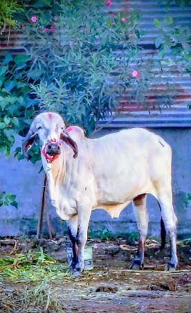 પેલુ વેતર ગાય વેચવાની છે