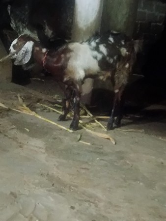 પોરબંદર છૅ બકરી  છમહીના છે