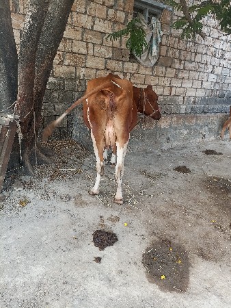 ગાય વેચવાની છે