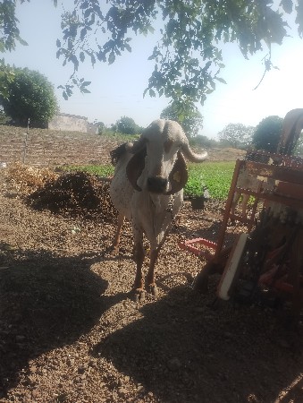gir gay devani chhe
